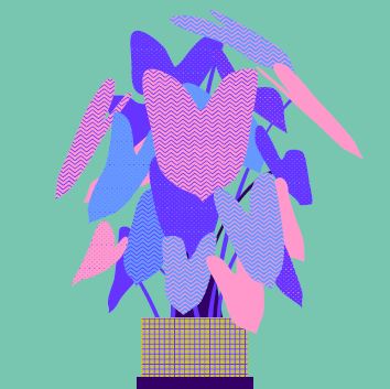 plant with pink and purple leaves in a pot, with green background